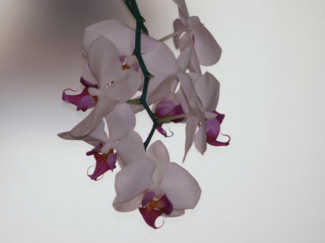 orchideen_040.jpg